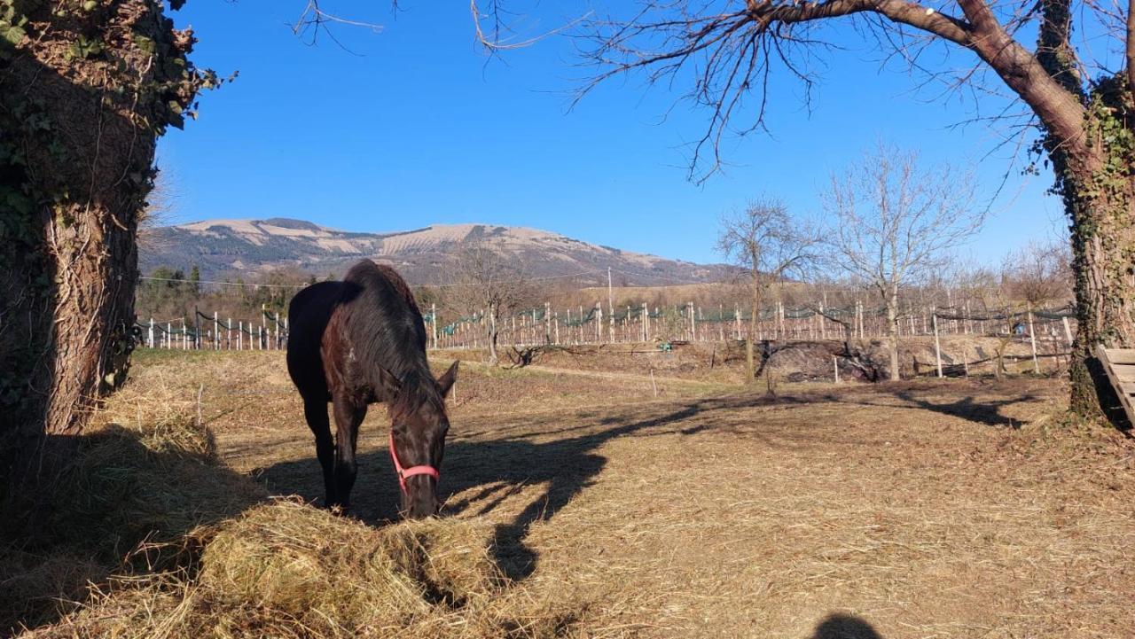 La Caneveta Al Piave Валдобиадене Екстериор снимка