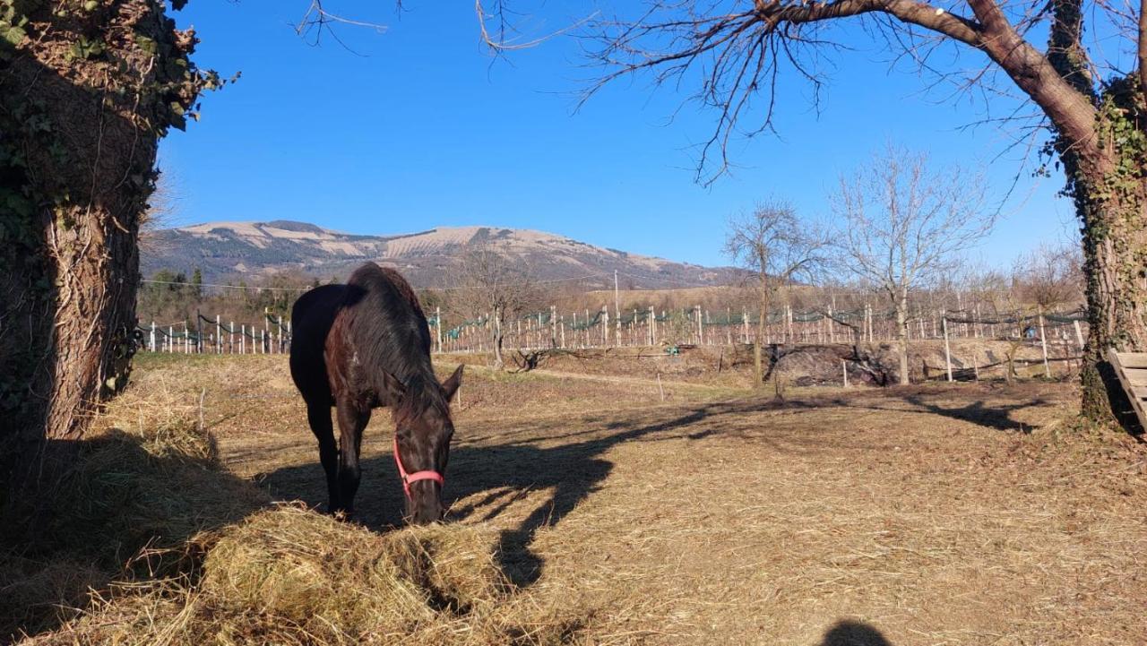 La Caneveta Al Piave Villa Валдобиадене Екстериор снимка